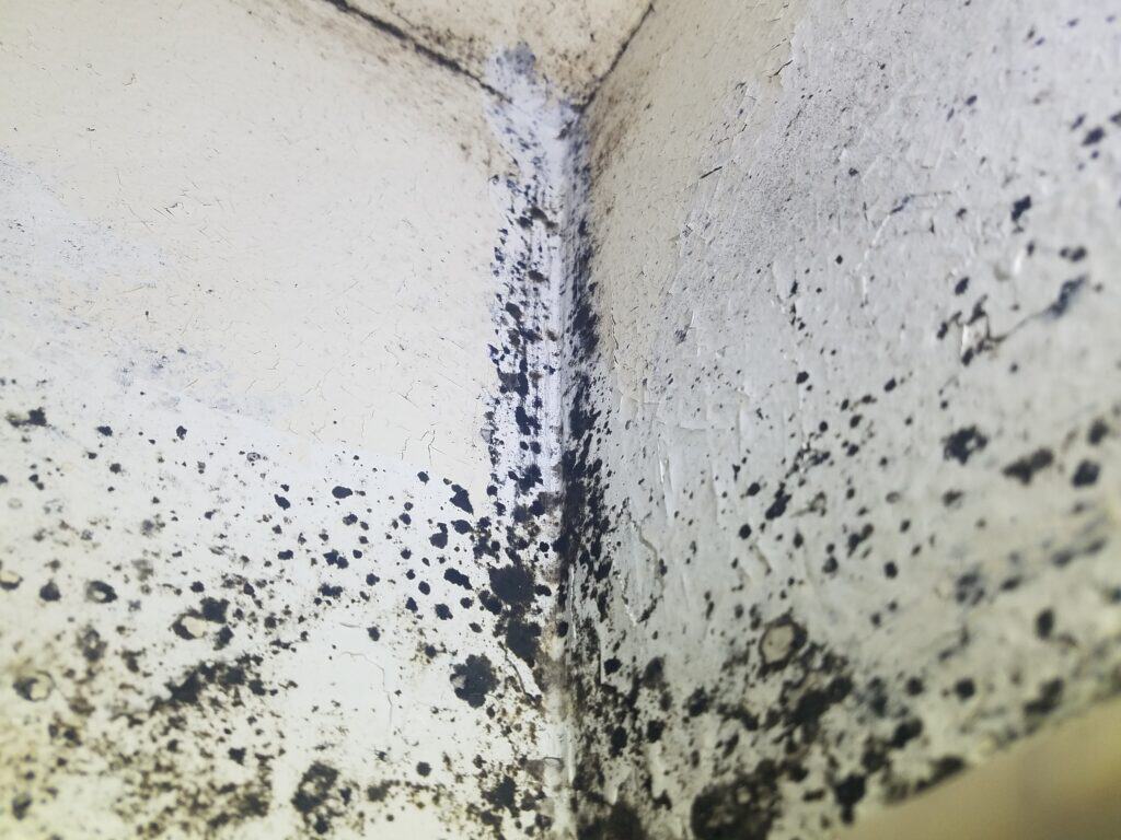 mold test kits benefits