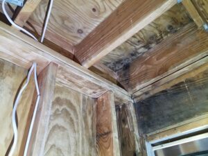 clean mold from wood